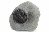 Detailed Hollardops Trilobite Fossil - Excellent Eyes #359502-2